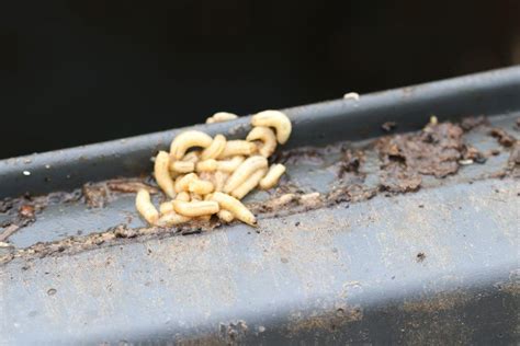 Maden Mülleimer Maden In Der Biotonne Richtig Bekampfen Mein Bau