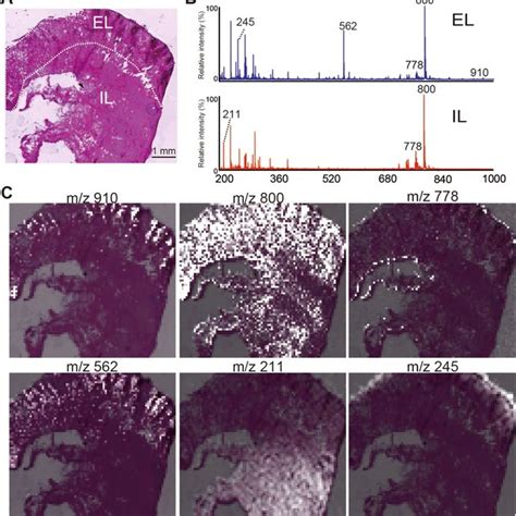 Maldi Ft Icr Ms Imaging Of Nine Mycosporines Maldi Ft Icr Ms Imaging Download Scientific