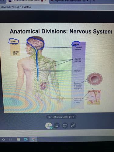 Nerve Physiology Flashcards Quizlet