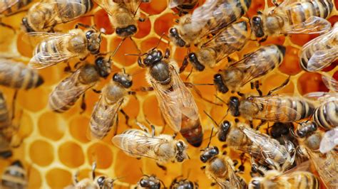 Find Out What Happens When A Queen Bee Dies