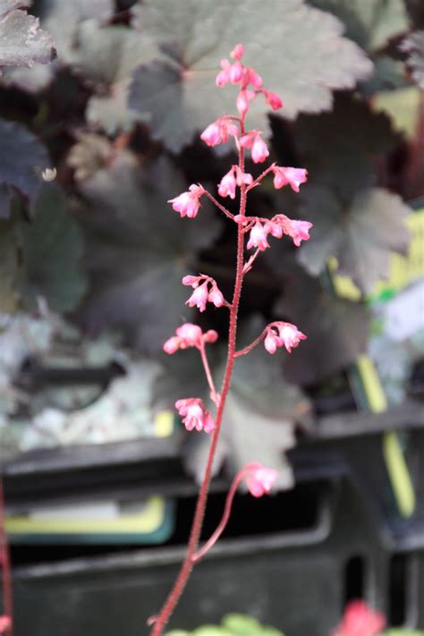 Heuchera Paris Purperklokje Bloemenpark Appeltern