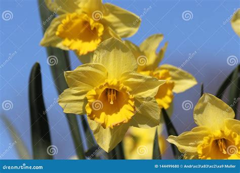 Flores Del Narciso O Del Narciso En Color Amarillo Durante La Estaci N