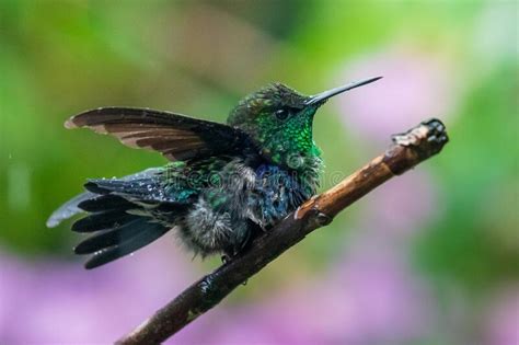 Violetear Espumante Verde E Azul Beija Flor Voando Ao Lado De Uma Bela