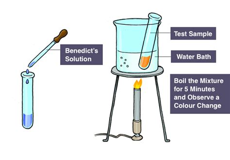 IGCSE Biology Notes 2 7 Describe The Test For Glucose And Starch