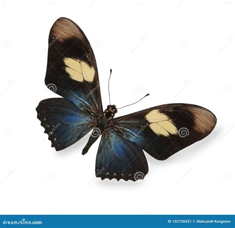 Dark Blue and Black Butterfly Isolated White Stock Image - Image of ...