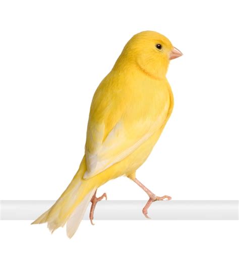 Premium Photo Yellow Canary Serinus Canaria On Its Perch Isolated