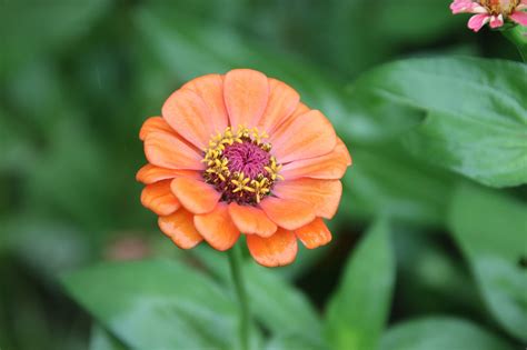 Zinnia Flor Naranja Foto Gratis En Pixabay Pixabay