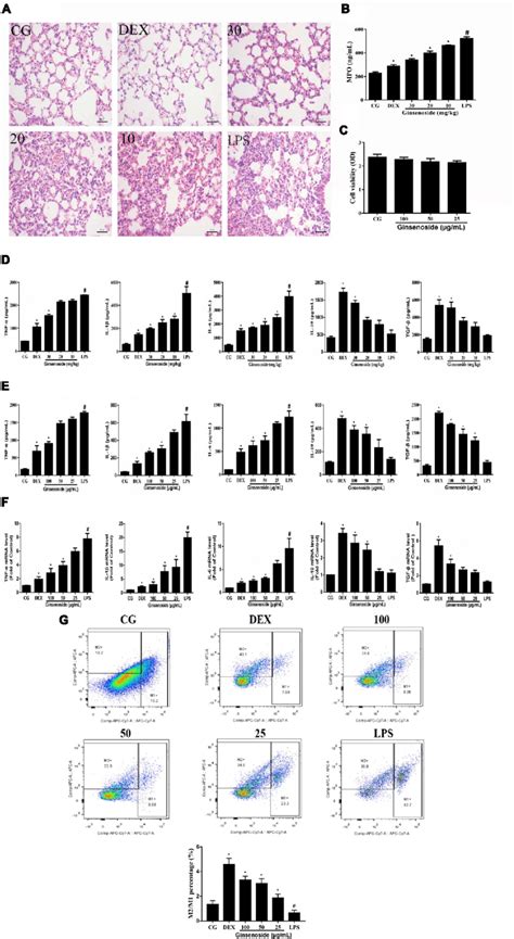 Anti Inflammatory Effects Of Ginsenoside Rg3 In Wt Mice A