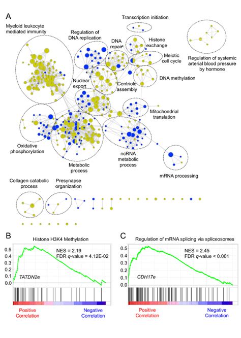 Putative Biological Functions Of The Enhancer Rna Signature In