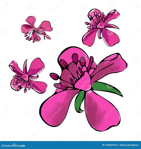 Botanical Set Of Pink Fireweed Summer Flowers Color Digital Drawing In