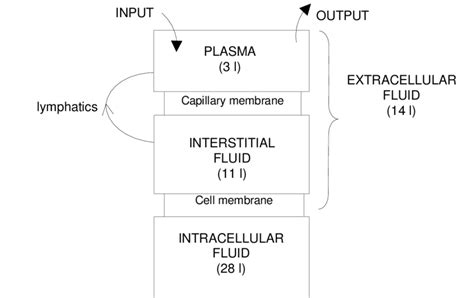 The Physiological Body Fluid Compartments And The Membranes Separating