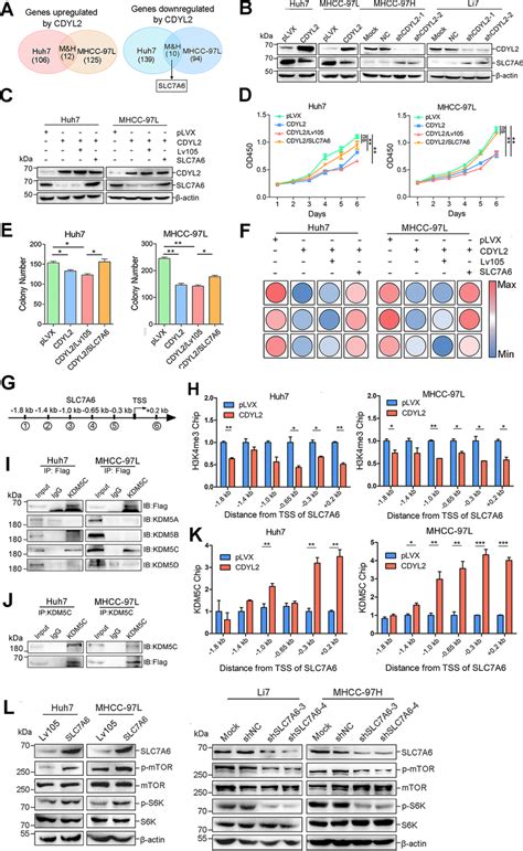 Cdyl Inhibits Hcc Progression By Suppressing Slc A Expression A Venn