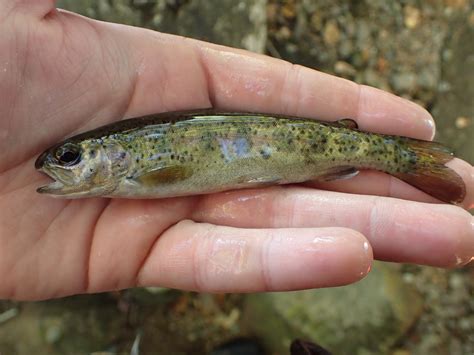 Habitat Preferences And Movements Of Non Native Rainbow Trout Fish