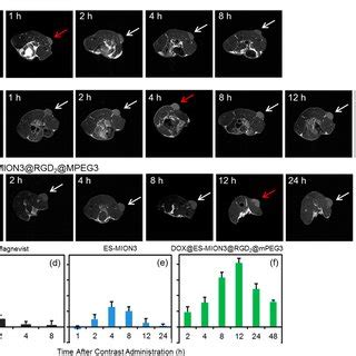 T Weighted Mr Images Of U Mg Tumor Bearing Nude Mice Slice