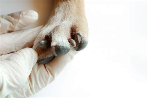 Green Ticks on Dogs: What To Do? – [Vet Explains Pets]