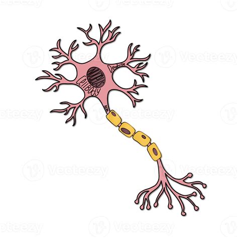 The Nerve Cell 12097069 PNG