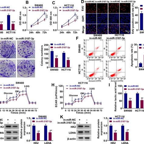 Expression Of CircTMEM59 In CRC Tissues And Cells A The Expression Of