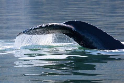 Cola De La Ballena Jorobada Imagen De Archivo Imagen De Juneau