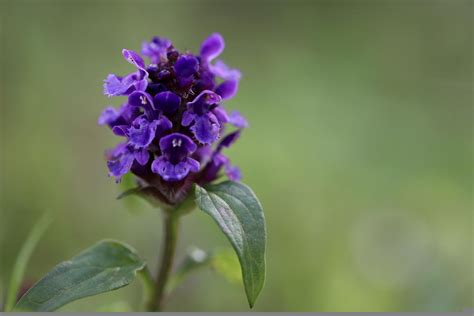 Kleine Braunelle Prunella Vulgaris Ebw Oepul