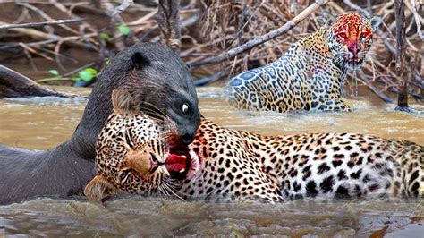 Jaguar Vs Giant Otter Confrontation Ends With A Fatal Head Bite