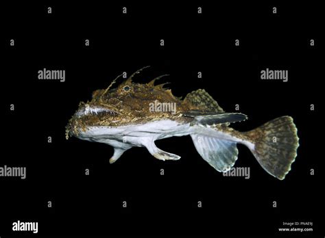 Lophius piscatorius hi-res stock photography and images - Alamy