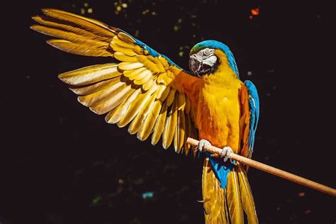 Pin Feathers: What They Are and How to Deal With Them - Dr Cockatiel