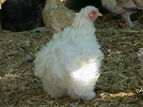 Chicken White Frizzle Cochin Hen TheBigWRanch Flickr