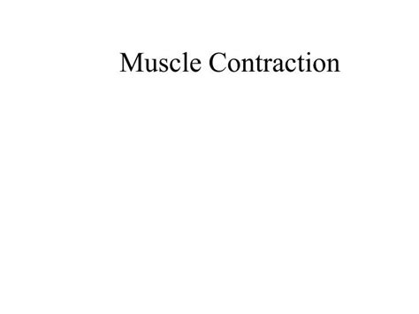 Ppt Muscle Contraction Powerpoint Presentation Free Download Id