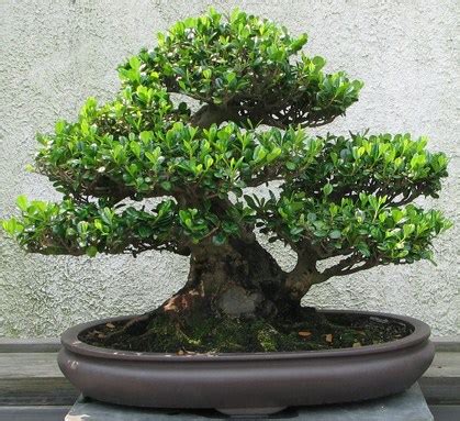 Cara Menanam Bonsai Dalam Pot Dengan Mudah Bibit Online