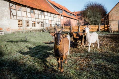 Klostergut Heiningen Fotografin aus Lübeck Hamburg Wolfenbüttel