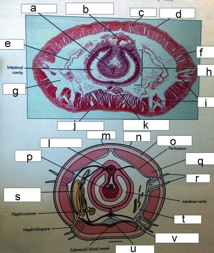 Bio Lab And Annelida And Mollusca Flashcards Quizlet