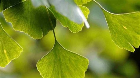 Ginkgo biloba cuáles son los beneficios de sus suplementos