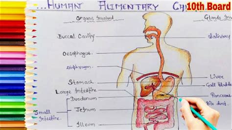 How To Draw Human Digestive Systemelimentary Canal Step By Step Easily For Class 10th Board