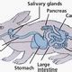 How the Rabbit Digestive System Works - Owlcation - Education