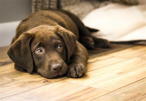 犬が床を舐める理由とは？行動の裏にある心理と対処法について解説【獣医師監修】ワンクォール