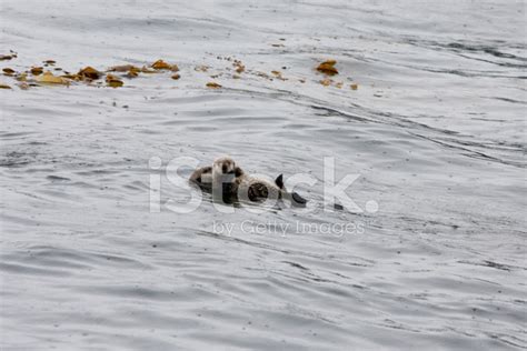 Sea Otter Mom Holding Adorable Pup Stock Photo | Royalty-Free | FreeImages