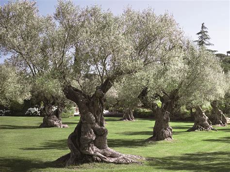 Provençal Jardin paysager Arbre de jardin Jardins