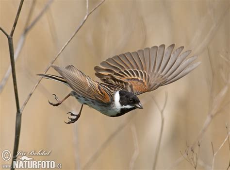 Reed Bunting - nest and nestlings Photos, Reed Bunting - nest and ...