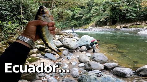 Pesca De Sabaletas En Un Hermoso Rio En Ecuador YouTube