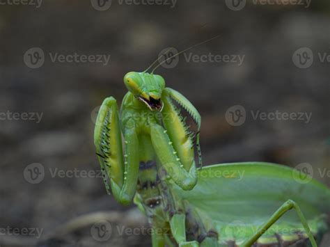 Mantis in an attacking pose in the habitat 11526010 Stock Photo at Vecteezy