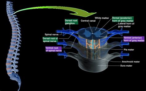 Neuroanatomy Spinal Cord Morphology StatPearls NCBI Bookshelf