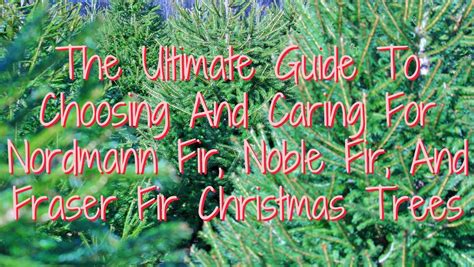 The Ultimate Guide To Choosing And Caring For Nordmann Fir Noble Fir