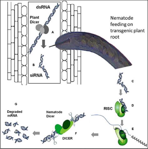 The Mechanism Of Rna Interference Rnai Source Ali Et Al