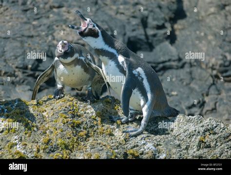 Ping Ino De Humboldt Spheniscus Humboldti Cortejando A Pares En