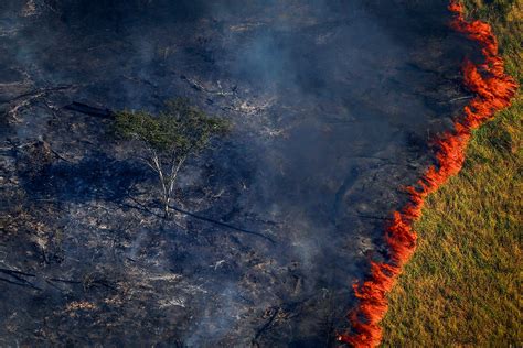 Queimadas na Amazônia e o aumento do desmatamento VEJA