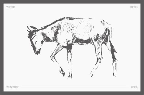 Premium Vector High Detail Hand Drawn Vector Illustration Of Wildebeest Realistic Drawing Sketch