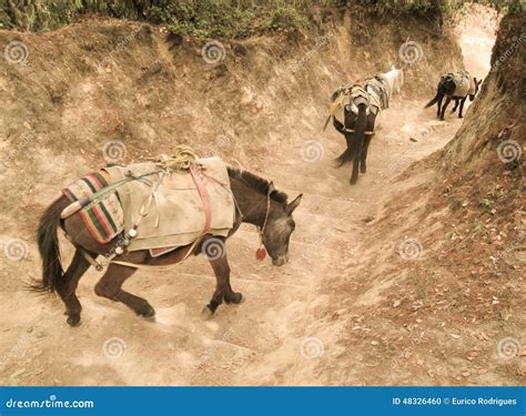 Mule Train Stock Photo Image Of Duty Culture Donkey