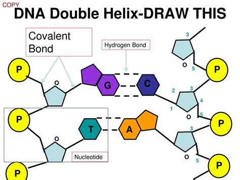 PPT DNA History Structure And Replication PowerPoint Presentation