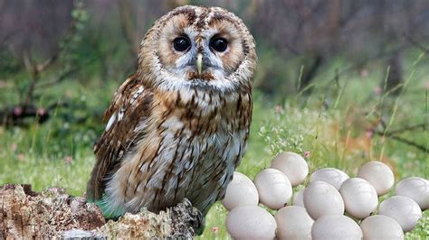 Owl Eggs