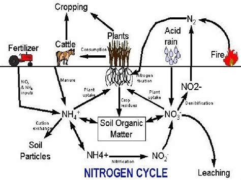 The Nitrogen Cycle Vocabulary Decomposers Organisms That Break